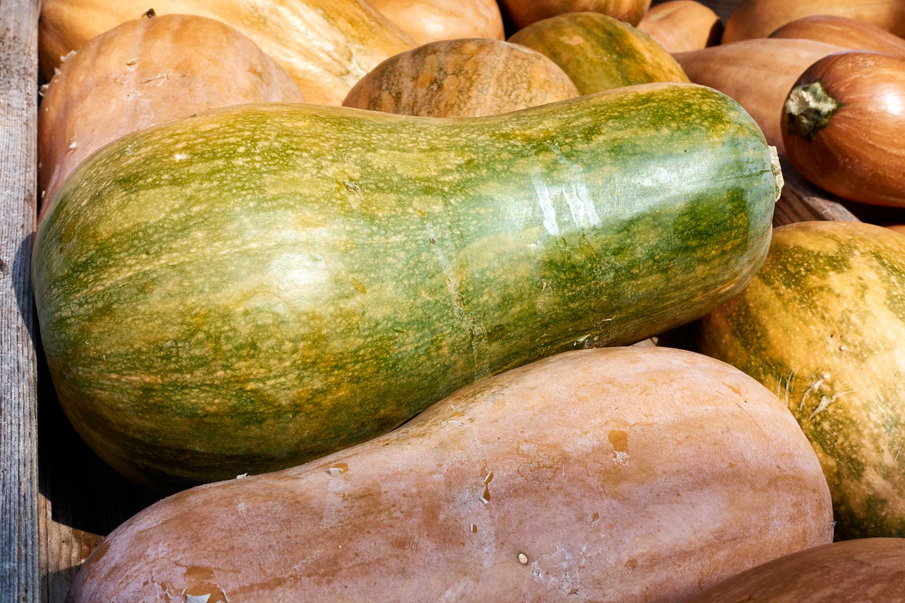 Courge sucrine du Berry
